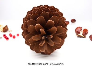 Biological Example Of Fibonacci Spirals At A Pine Cone