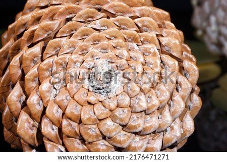 biological example of fibonacci spirals at a pine cone. Setup on a black reflecting table.