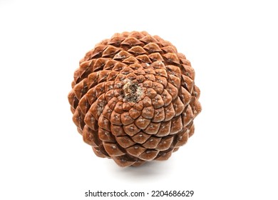 biological example of fibonacci spirals seen at a pine cone isolated on white background.