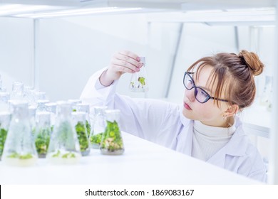 In A Biological Laboratory, A Scientist Examines A Test Tube With Plants Grown In It On A Nutrient Solution