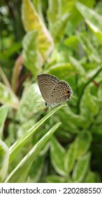 The Biological Species Luthrodes Pandava A Small Size Butterfly Race