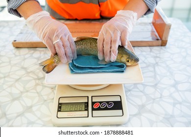 Biologist Catches Fish And Measures Their Weight