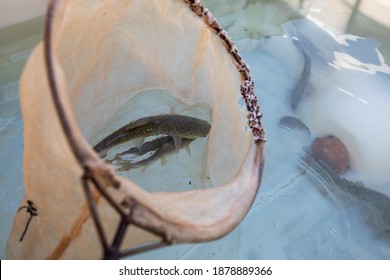 Biologist Catches Fish And Measures Their Size