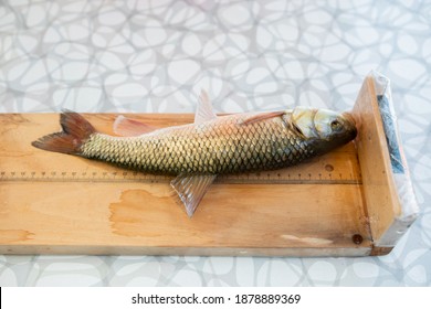 Biologist Catches Fish And Measures Their Size