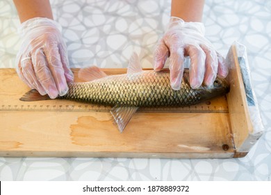 Biologist Catches Fish And Measures Their Size.