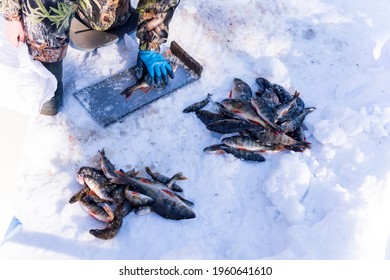 Biologist Catches Fish And Measures Its Weight In Winter