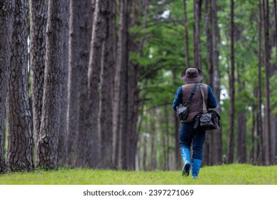 Biologist park ranger is patroling inside evergreen conifer forest for surveying native and invasive biodiversity plant organism and food security usage