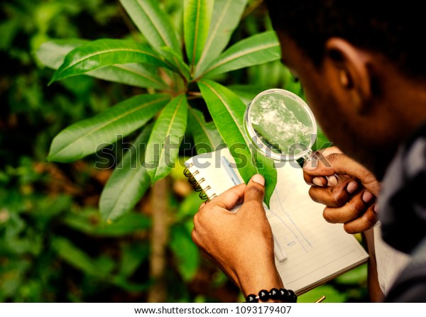 Biologist researching in the\
forest