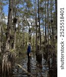 Biologist Standing Alongside Tall Cypress Trees While Knee-Deep in the Wetland, Everglades National Park