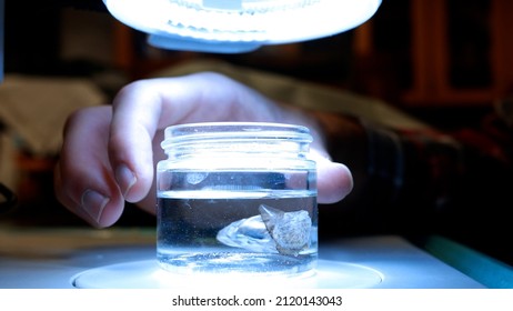 Biologist Turns Aquatic Preserved Specimen Toward Camera