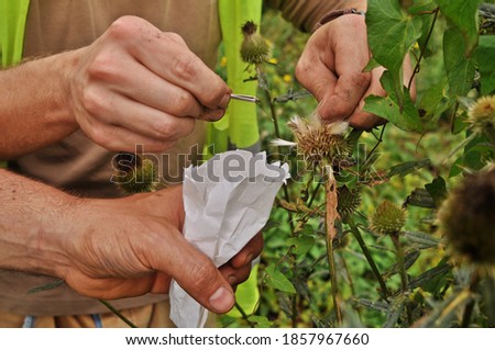 Biologists collect seeds of wild plants.They collect seeds to protect rare species.New plants are grown from collected seeds.The seeds are taken out of the crop with tweezers and placed in a paper bag