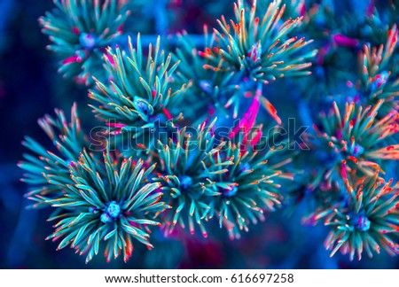 Biology abstract, Pine needles
