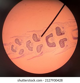 Biology Lab Lycopodium Strobilus Cell