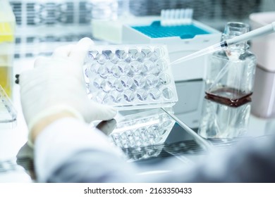 biology medicine and medical laboratory photo and cell culturing multi well plate and pipette safety cabinet - Shutterstock ID 2163350433