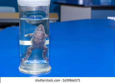 Biology science dissection specimen of a frog in a glass jar on a blue lab table in a school with copy space.