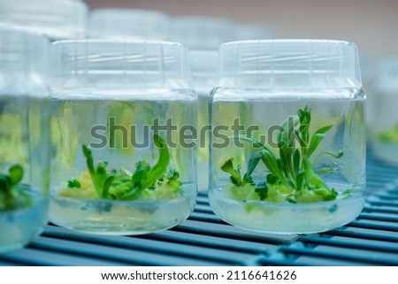Biology science for plant regeneration. In vitro plant growth under controlled and sterile conditions. Various plants species cultivated in vitro in nutrient medium, biotechnology concept