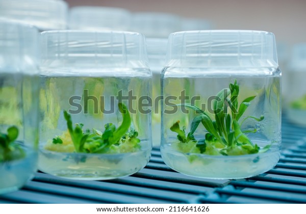 Biology science for plant regeneration. In vitro\
plant growth under controlled and sterile conditions. Various\
plants species cultivated in vitro in nutrient medium,\
biotechnology concept