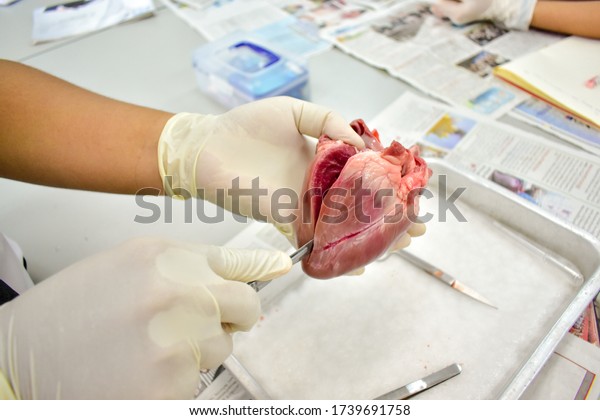 Biology student was dissecting a raw pig heart\
with scalpel for study mammalian heart at university laboratory.\
The dissected raw pig heart on hand that wears rubber gloves.\
Atmosphere in\
classroom.