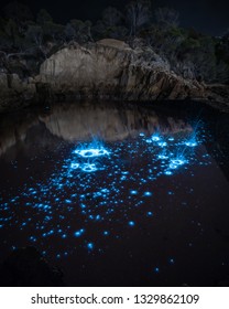 Bioluminescence Eden NSW