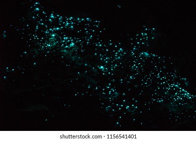 download bioluminescent glow worms