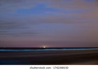 Bioluminescent Algae Noctiluca Scintillans Or Commonly Known As Sea Sparkle. Blue Fluorescent Waves From Bioluminescent Plankton In The Netherlands, Holland, Where Is Called Zeevonk. Magic Show!