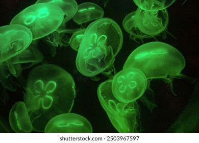 Bioluminescent green jellyfish floating gracefully in the dark. - Powered by Shutterstock