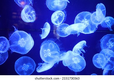 Bioluminescent Jellyfish in a dark room - Powered by Shutterstock