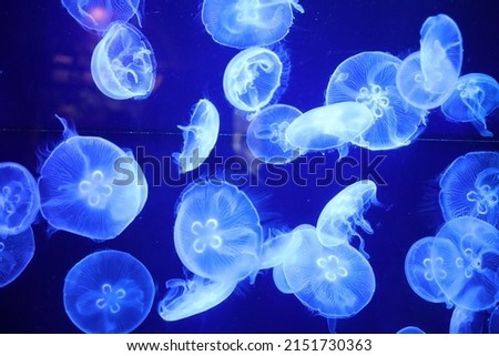 Bioluminescent Jellyfish in a dark room