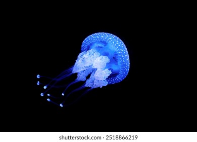 Bioluminescent Jellyfish Phyllorhiza punctata white-spotted jellyfish aka floating bell, Australian spotted jellyfish luminescent underwater - Powered by Shutterstock