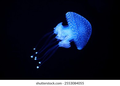 Bioluminescent Jellyfish Phyllorhiza punctata white-spotted jellyfish aka floating bell, Australian spotted jellyfish luminescent underwater - Powered by Shutterstock