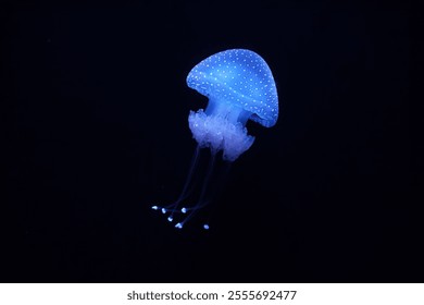 Bioluminescent Jellyfish Phyllorhiza punctata white-spotted jellyfish aka floating bell, Australian spotted jellyfish luminescent underwater - Powered by Shutterstock