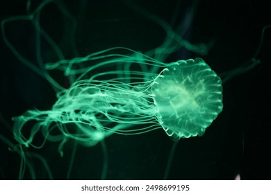 Bioluminescent jellyfish swimming in an aquarium - Powered by Shutterstock