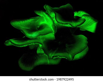 Bioluminescent Omphalotus Nidiformis (Ghost Fungus) Glowing Green At Night