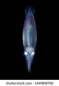 Bioluminescent Squid Encountered During Night Diving In Philippines