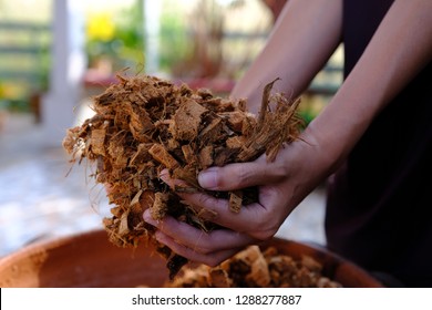 Biomass From Coconut