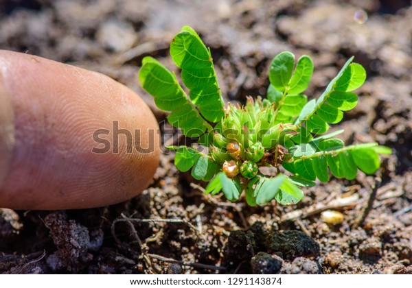 Biophytum Sensitivum Little Tree Plant Tiny Stock Photo Edit Now Biophytum Sensitivum Little Tree Plant Tiny Stock Photo Edit Now