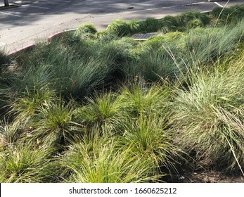 Bioswale as Low Impact Development green infrastructure - Shutterstock ID 1660625212