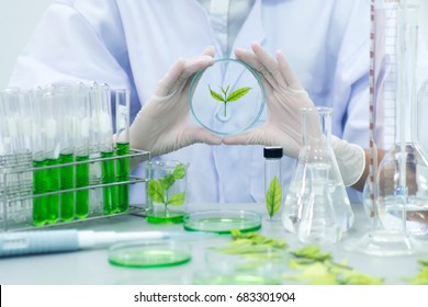 Biotechnology Concept With Scientist In Lab