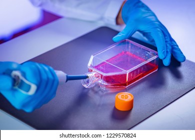 Biotechnology Engineer Inspecting Cell Culture Flask