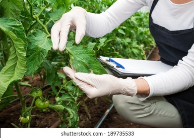 Biotechnology woman engineer with a clipboard and pen examining a plant leaf for disease! - Powered by Shutterstock