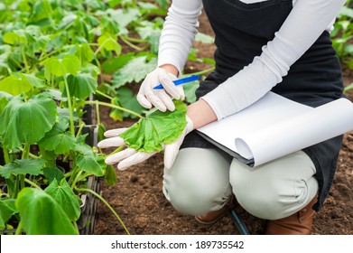 Biotechnology woman engineer with a clipboard and pen examining a plant leaf for disease! - Powered by Shutterstock