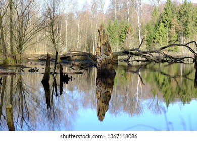 Biotope In Nature