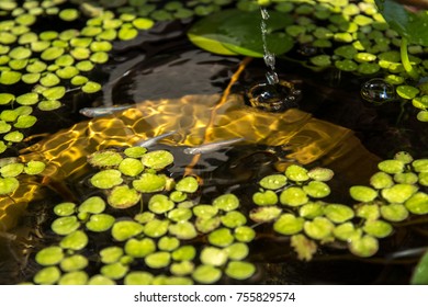 Biotope Water Surface