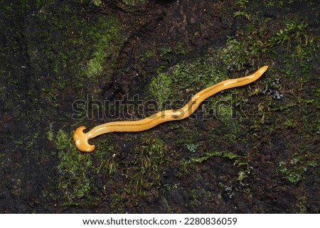 Bipalium is a genus of large predatory land planarians. They are often loosely called 