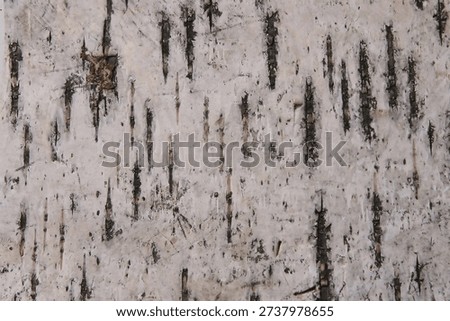 Birch background with the front side of the birch bark, vertically upside down