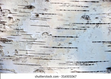 Birch Bark.