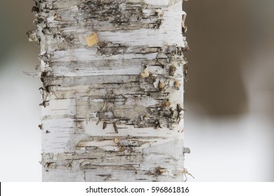 Birch Bark