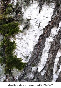 Birch bark