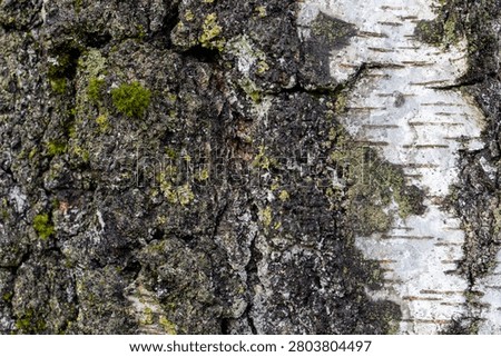 Birch Bark Background Texture Natural Tree Rinde Pattern Close Up