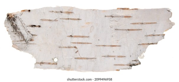 Birch Bark Isolated On White Background